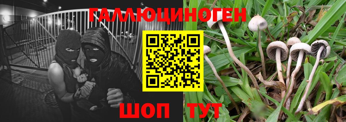 Псилоцибиновые грибы прущие грибы Майский